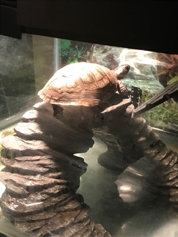 Turtle (CoCo)