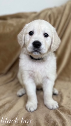 Golden Retriever – AKC English Cream Golden Retrievers