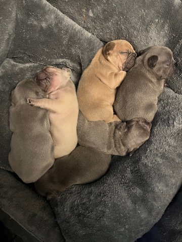 kc French bull dog puppies forsale