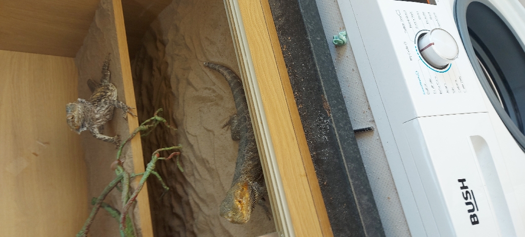 Bearded Dragons