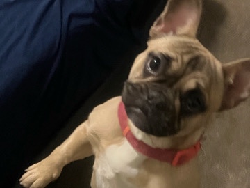 French Bulldog – red fawn French bulldog – San Francisco