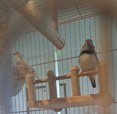 Two zebra finches