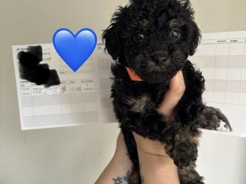 Cockapoo – toy cockerpoo pups – Goole