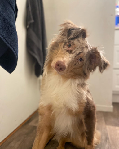 Australian Shepherd – Australian shepherd