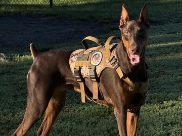 Doberman Pinscher – Doberman – Bethesda