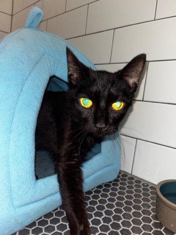 American Shorthair – The most loving cat is in need of a loving home - FIV positive