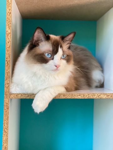 Ragdoll – TICA Registered Female Ragdoll
