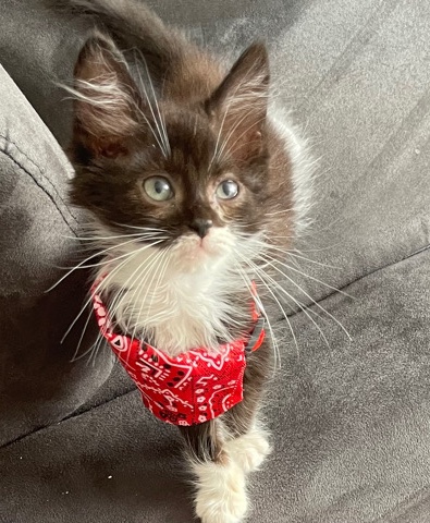 European Shorthair – kemet 4 mois type Europeen