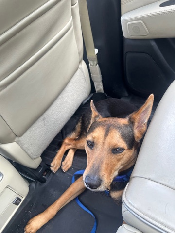 German Shepherd – German Shepherd Beagle