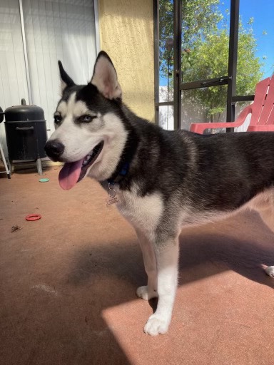 Husky