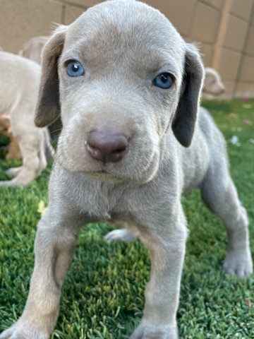 Weimaraner – Weimaraner Puppies