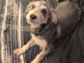 Dachshund - rehoming for dorkie available for adoption in Phoenix