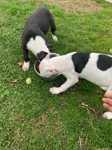 American Pit Bull Terrier – pitty pups