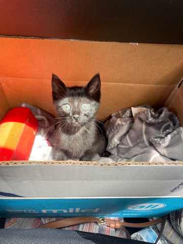 Moving and cant keep the kitten !
