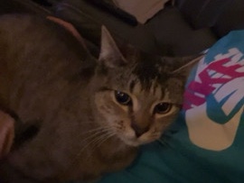 Russian White, Black and Tabby – Nala – Atlanta