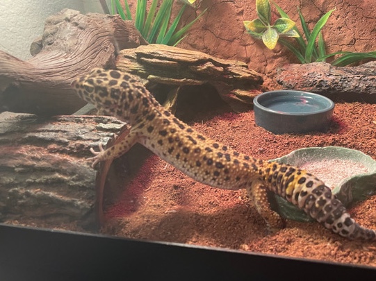 Any – Otis, The Leopard Gecko