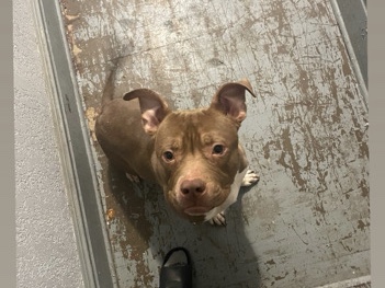 American Pit Bull Terrier – red nose pit bull – Milwaukee
