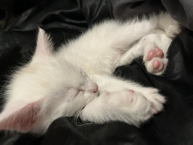 baby kitten – Grand Rapids