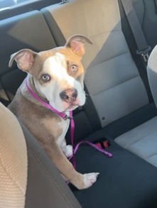 bull – American Bully