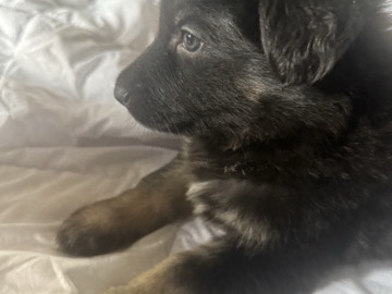 German Shepherd Puppies