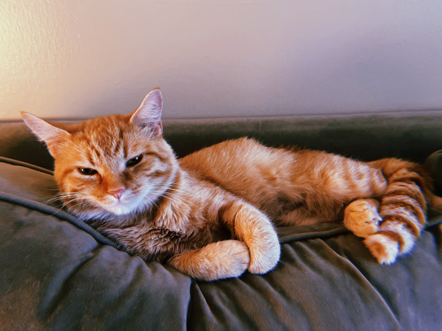 Loving Cat for Adoption!!