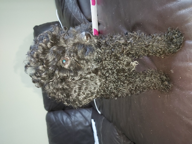 Cavapoo