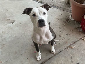 American Pit Bull Terrier – Sativa – Manteca