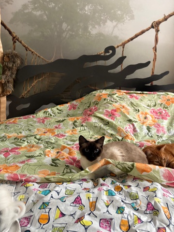 Siamese – Siamese cat