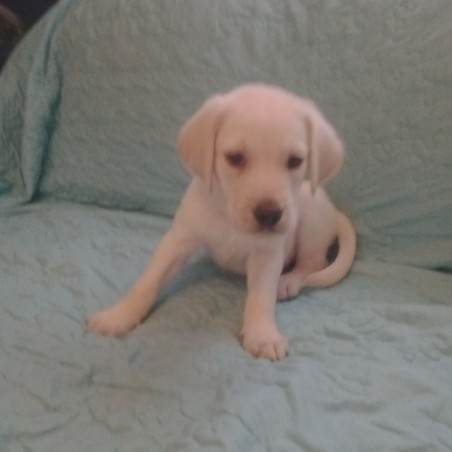 Labrador Retriever – Labrador retriever/ golden retriever puppies