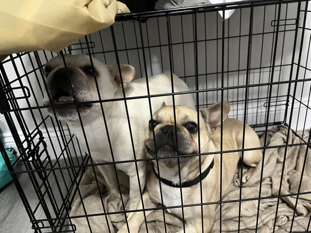 French Bulldog – CoCo & Bae – Paterson