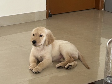 Golden Retriever – Tyson – Hyderabad