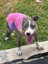 Boxer – Zuri