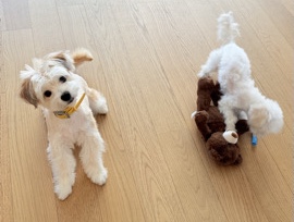 Maltipoo – Rehome - Maltipoo mix – Los Angeles
