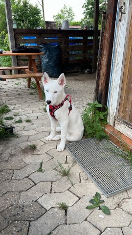 Siberian Husky – blanca