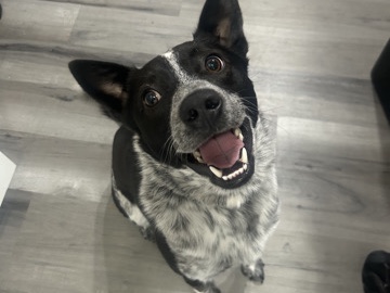 Australian Cattle Dog – Dexter – Appleton