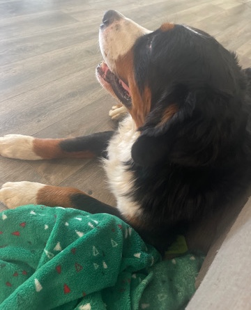 Bernese Mountain Dog needs new home