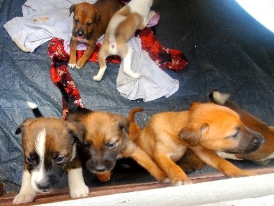 Mixed Breed – 6 girls 1 boy – Cabazon