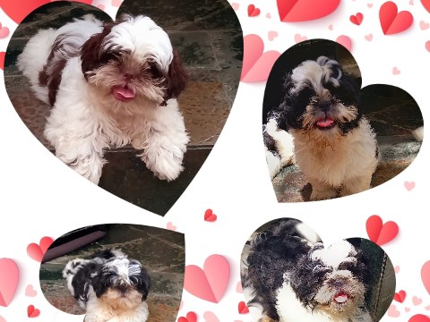 Shih Tzu – Filhotes Machos.