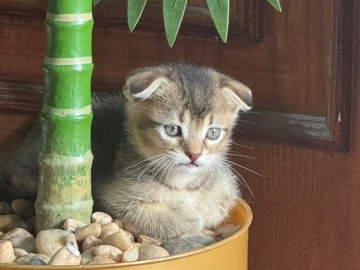 Scottish Fold – قطط سكوتش و فولد بسعر رمزي 300 ريال – الظهران