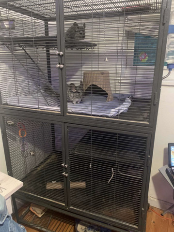 2 chinchilla girls in Pittsburgh