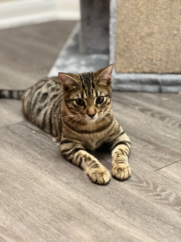American Shorthair – Rehome Harlem