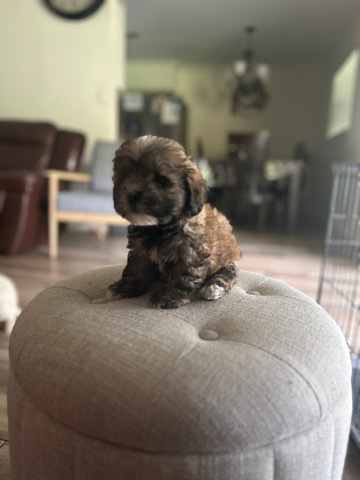 Lhasa Apso – 3 Lhasa apso