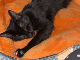 short black hair cat – Jeffersonville