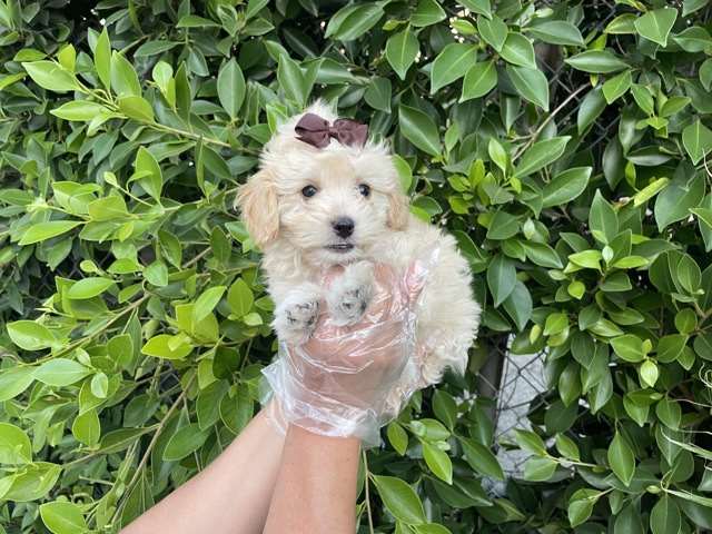 Maltipoo – Adorable Maltipoo – Whittier