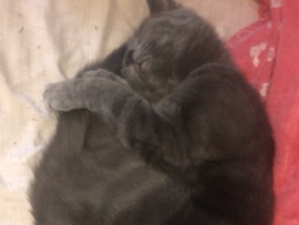 British Shorthair – Female Grey Kitten