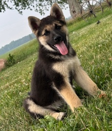 German Shepard Bi one very loving boy