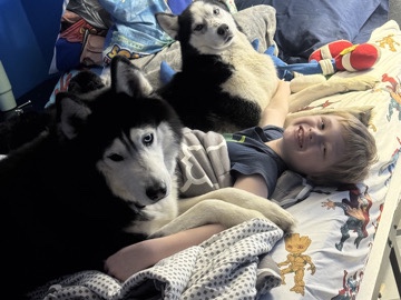Siberian Husky – meet niko the Siberian husky! – Youngstown