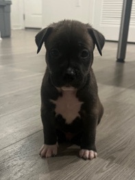 German Shepherd – German pit mix