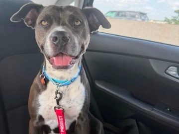 American Pit Bull Terrier – Rehoming sweet girl – Leawood