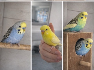 Budgerigar – BABY BUDGIES AVAILABLE FOR RESERVE in Folkestone – Folkestone